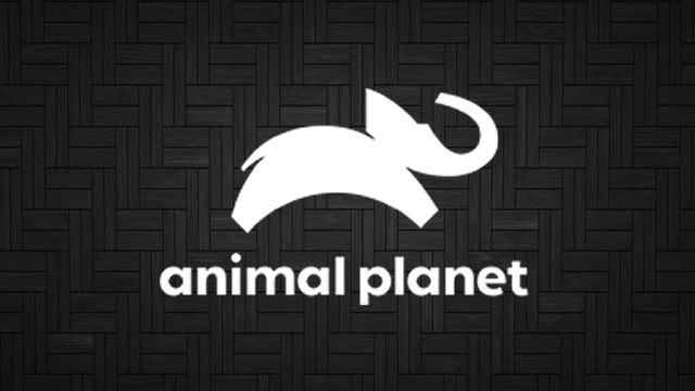 Assistir Animal Planet Ao Vivo online 24 horas grátis